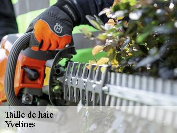 Taille de haie 78 Yvelines Archange Elagage