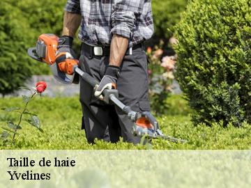 Taille de haie 78 Yvelines Archange Elagage