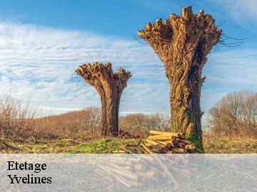 Etetage 78 Yvelines Archange Elagage