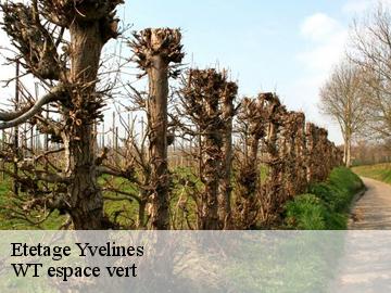 Etetage 78 Yvelines  Archange Paysagiste 78