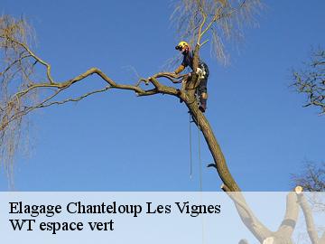 Elagage chanteloup-les-vignes-78570 WT espace vert