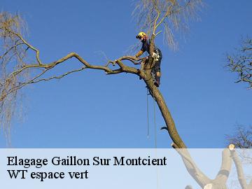 Elagage gaillon-sur-montcient-78250 WT espace vert