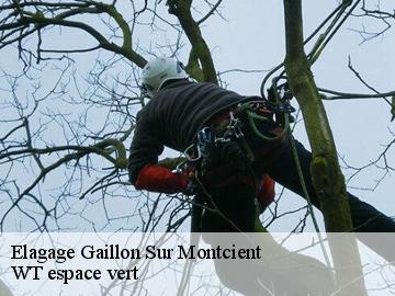 Elagage gaillon-sur-montcient-78250 WT espace vert
