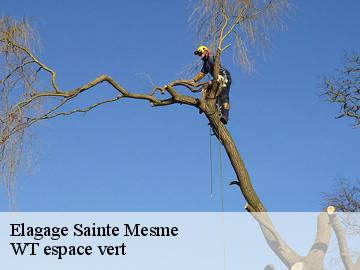 Elagage sainte-mesme-78730 WT espace vert