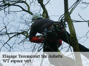 Elagage tessancourt-sur-aubette-78250 WT espace vert