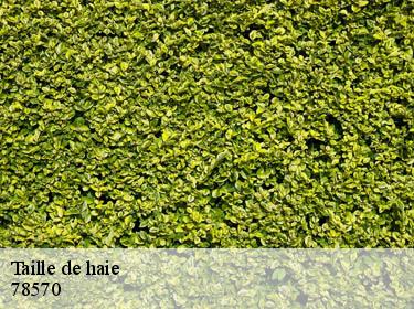 Taille de haie  andresy-78570 WT espace vert 