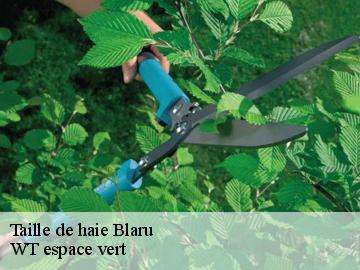 Taille de haie blaru-78270 WT espace vert