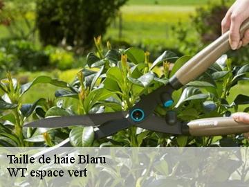 Taille de haie blaru-78270 WT espace vert