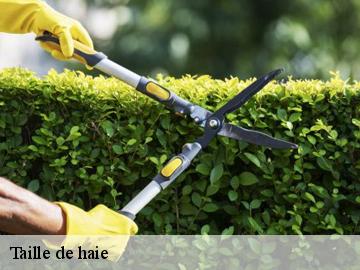 Taille de haie bullion-78830 WT espace vert