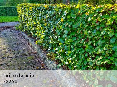 Taille de haie  mezy-sur-seine-78250 Archange Paysagiste 78