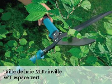 Taille de haie mittainville-78125 WT espace vert