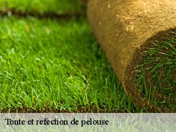 Tonte et refection de pelouse