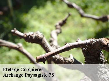 Etetage  coignieres-78310 Archange Paysagiste 78