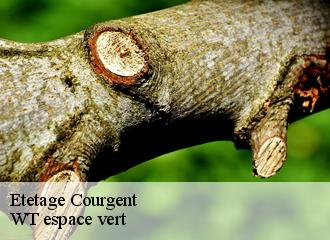 Etetage courgent-78790 WT espace vert