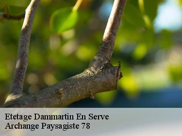 Etetage  dammartin-en-serve-78111 Archange Paysagiste 78