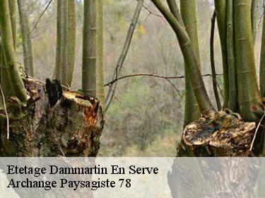 Etetage  dammartin-en-serve-78111 Archange Paysagiste 78