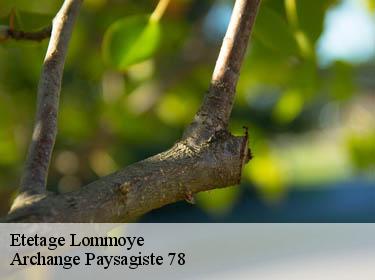 Etetage  lommoye-78270 Archange Paysagiste 78