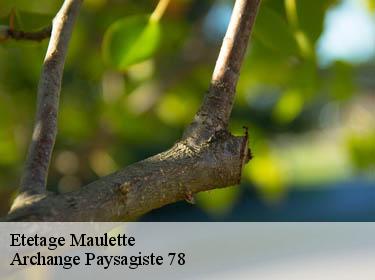Etetage  maulette-78550 Archange Paysagiste 78