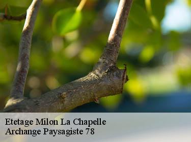 Etetage  milon-la-chapelle-78470 Archange Paysagiste 78