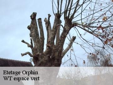 Etetage orphin-78125 WT espace vert
