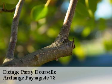Etetage  paray-douaville-78660 Archange Paysagiste 78