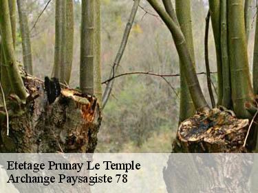 Etetage  prunay-le-temple-78910 Archange Paysagiste 78