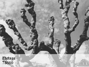 Etetage  prunay-en-yvelines-78660 Archange Paysagiste 78
