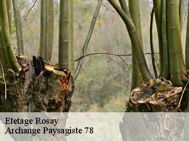Etetage  rosay-78790 Archange Paysagiste 78