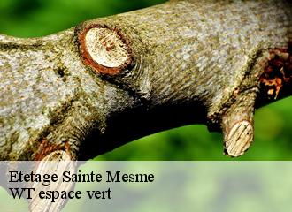 Etetage sainte-mesme-78730 WT espace vert