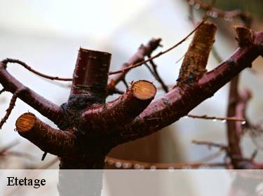 Etetage  thiverval-grignon-78850 Archange Paysagiste 78