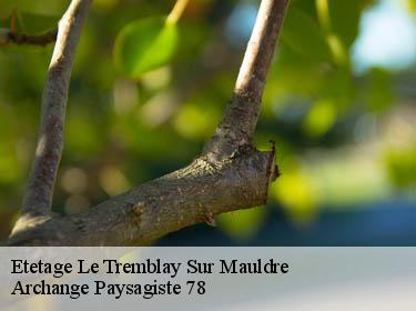 Etetage  le-tremblay-sur-mauldre-78490 Archange Paysagiste 78