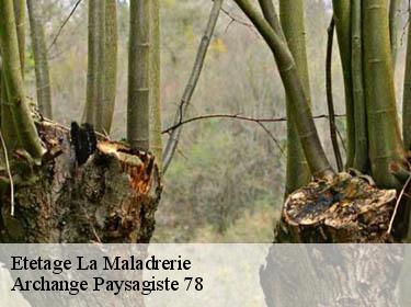 Etetage  la-maladrerie-78300 Archange Paysagiste 78