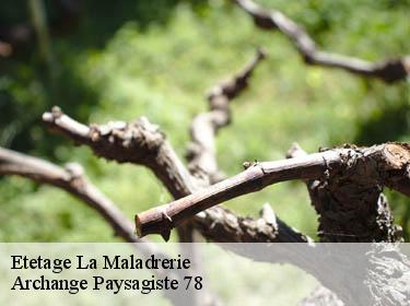 Etetage  la-maladrerie-78650 Archange Elagage
