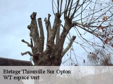 Etetage  thionville-sur-opton-78550 Archange Paysagiste 78