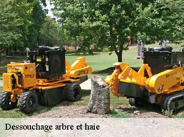 Dessouchage arbre et haie  allainville-78660 Archange Paysagiste 78