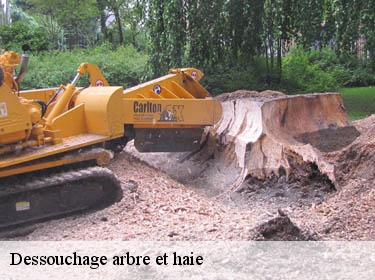 Dessouchage arbre et haie  behoust-78910 Archange Paysagiste 78