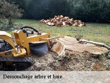 Dessouchage arbre et haie  ecquevilly-78920 Archange Paysagiste 78