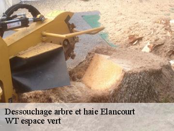 Dessouchage arbre et haie elancourt-78990 WT espace vert