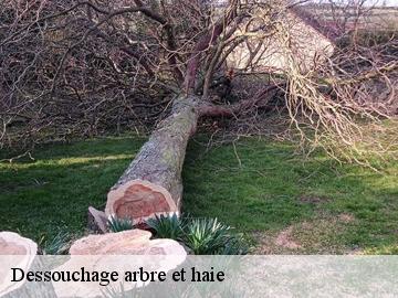 Dessouchage arbre et haie elancourt-78990 WT espace vert