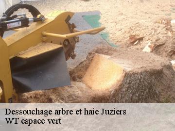 Dessouchage arbre et haie juziers-78820 WT espace vert