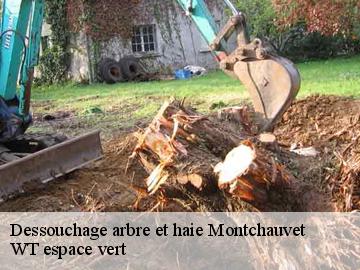Dessouchage arbre et haie montchauvet-78790 WT espace vert