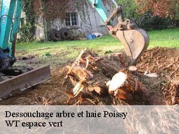 Dessouchage arbre et haie poissy-78300 WT espace vert
