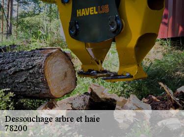 Dessouchage arbre et haie  soindres-78200 Archange Paysagiste 78