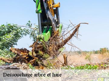 Dessouchage arbre et haie