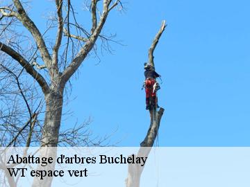 Abattage d'arbres buchelay-78200 WT espace vert